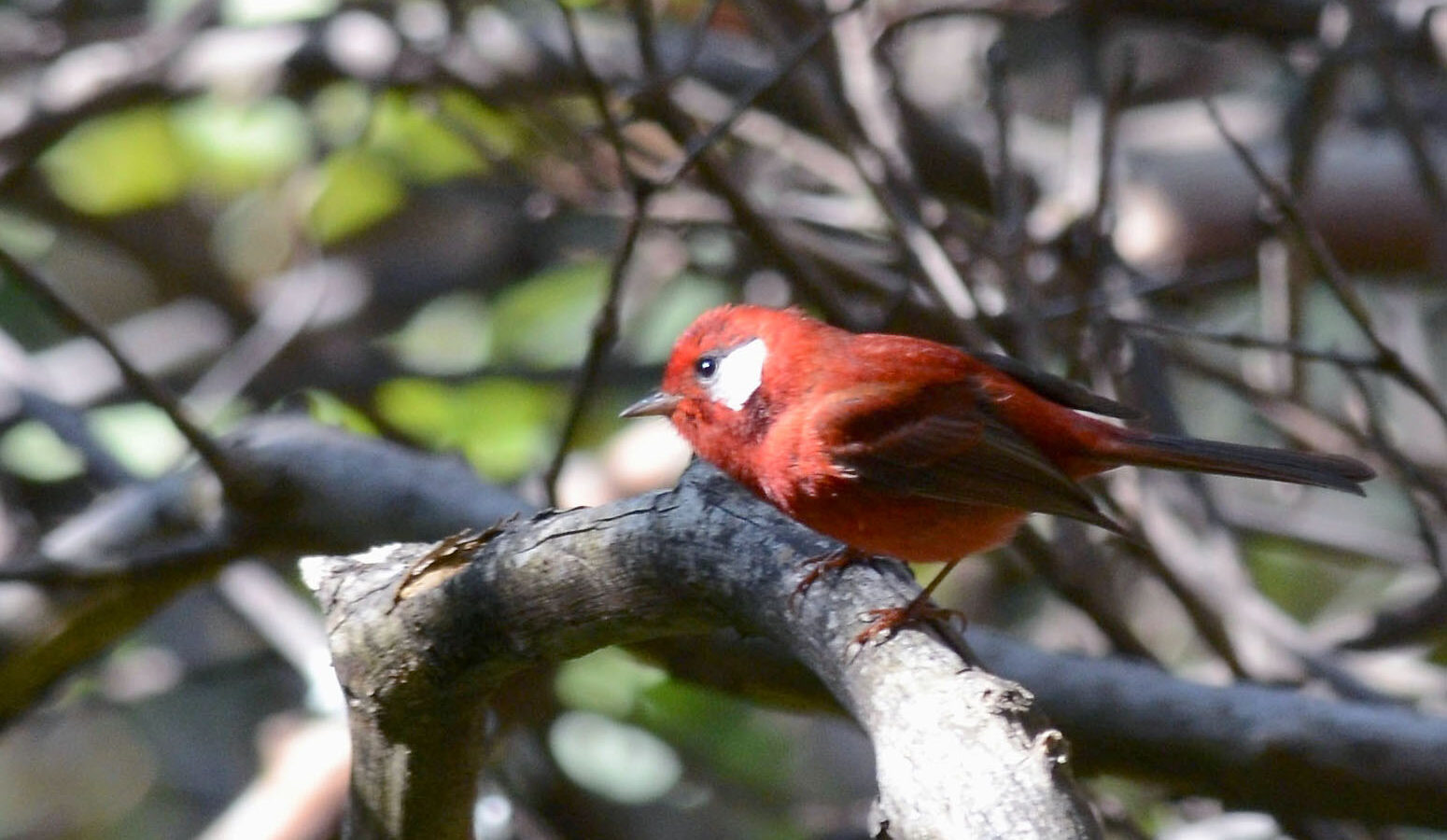 Red Warbler