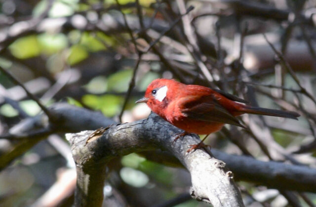 Red Warbler