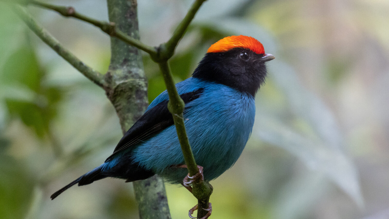 Blue Manakin
