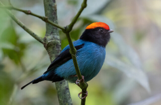 Blue Manakin