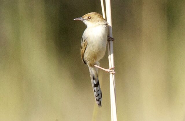 Chirping Cisticola
