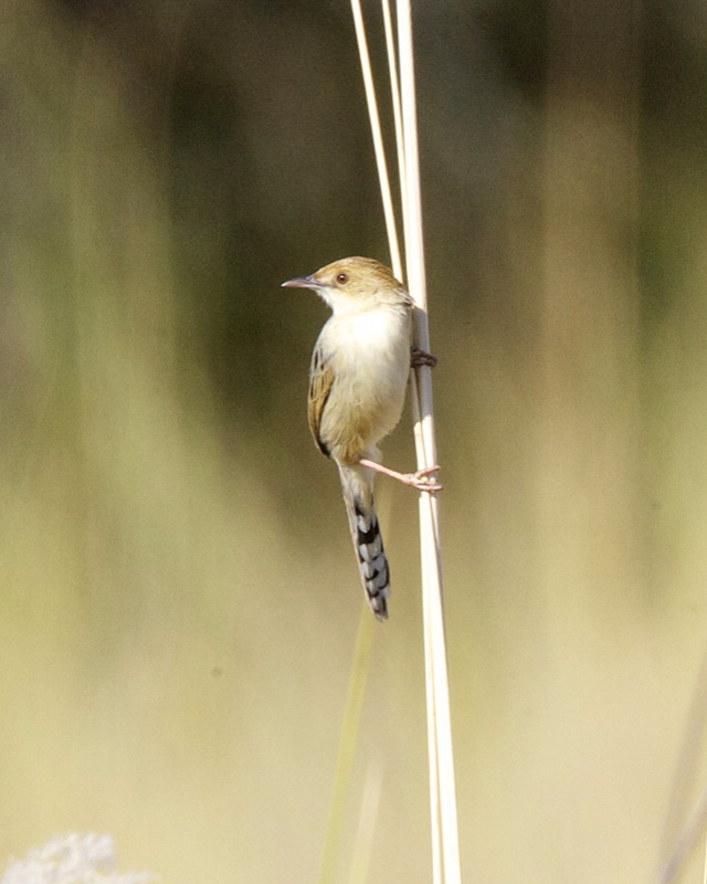 Chirping Cisticola