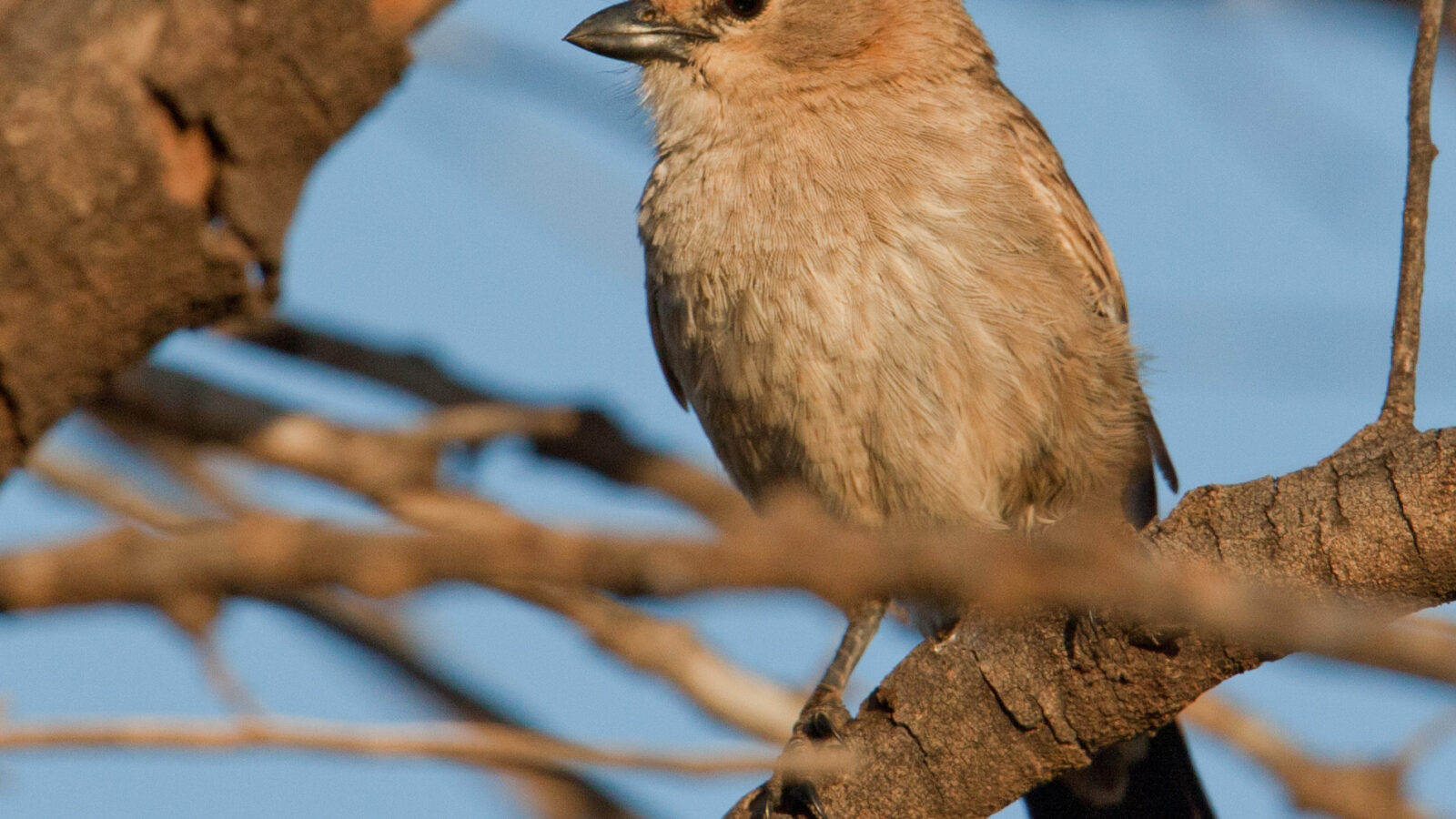 Chirruping Wedgebill