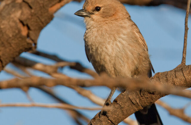 Chirruping Wedgebill