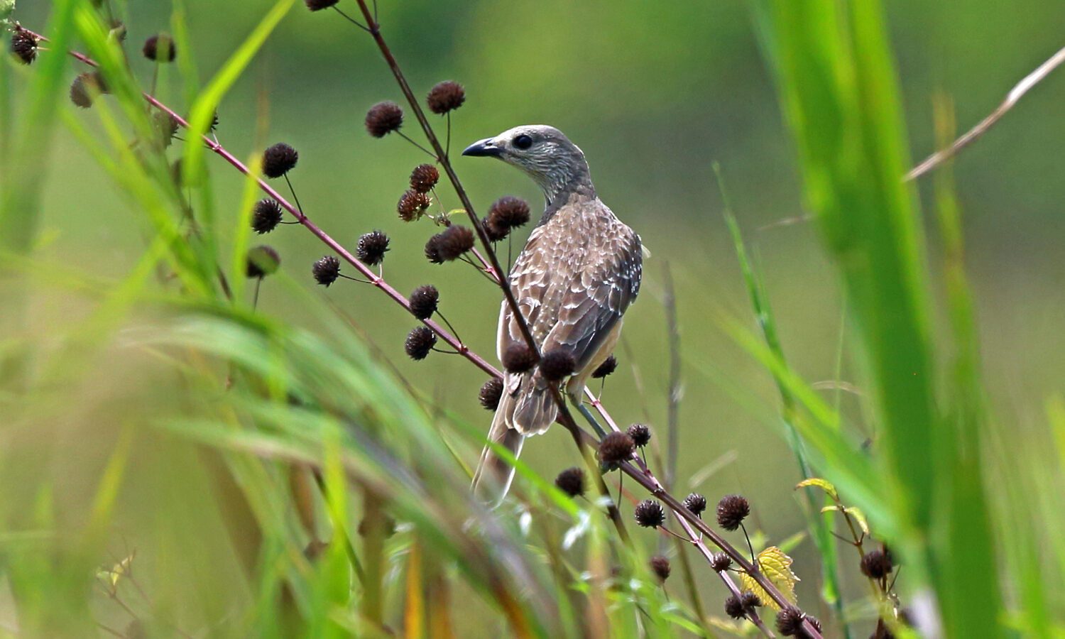 Fawn-breasted Bowerbird