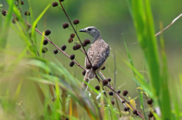 Fawn-breasted Bowerbird