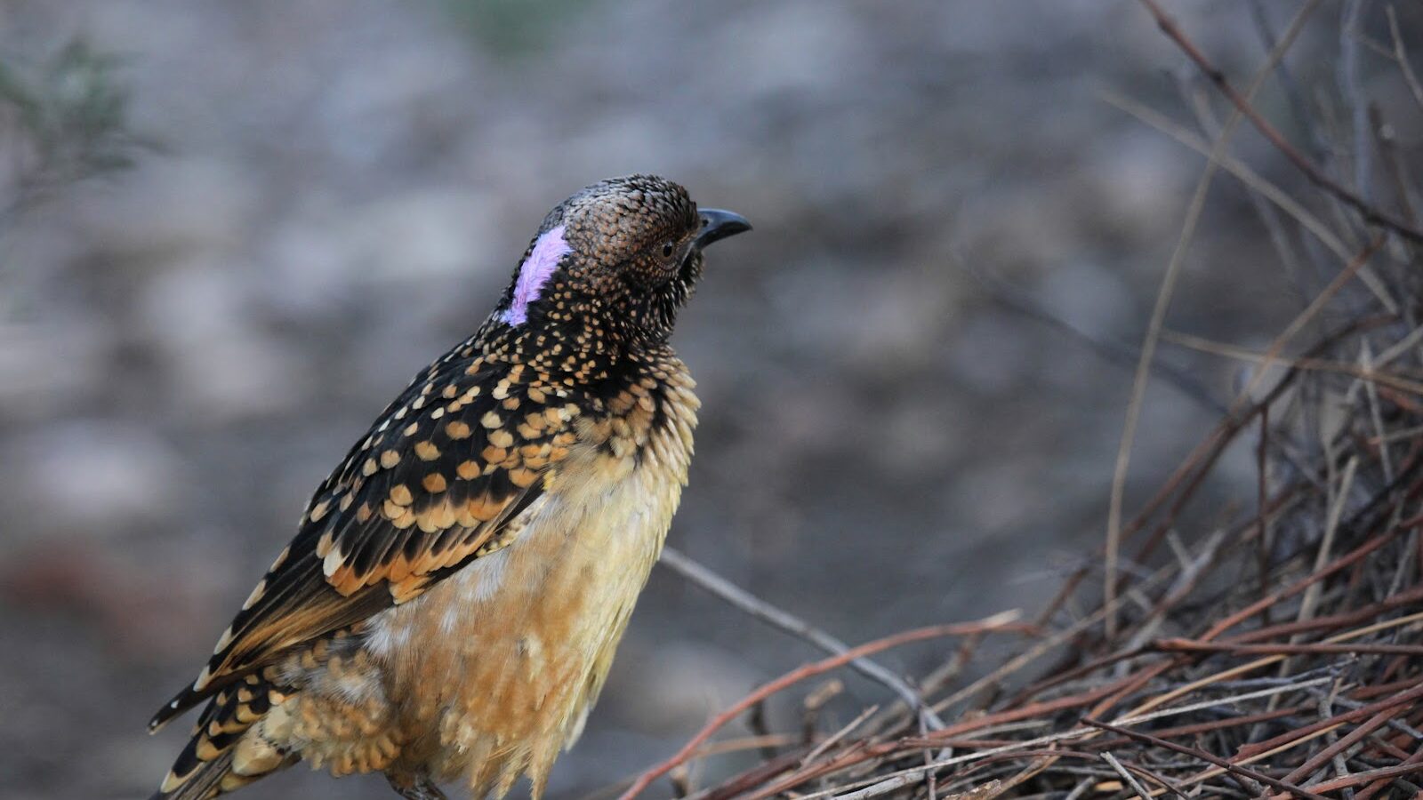 Western Bowerbird