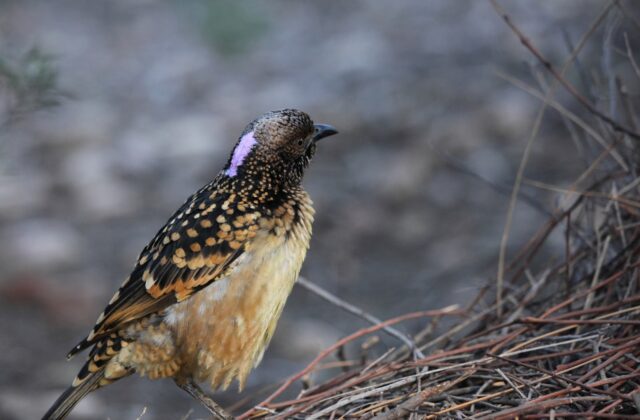 Western Bowerbird