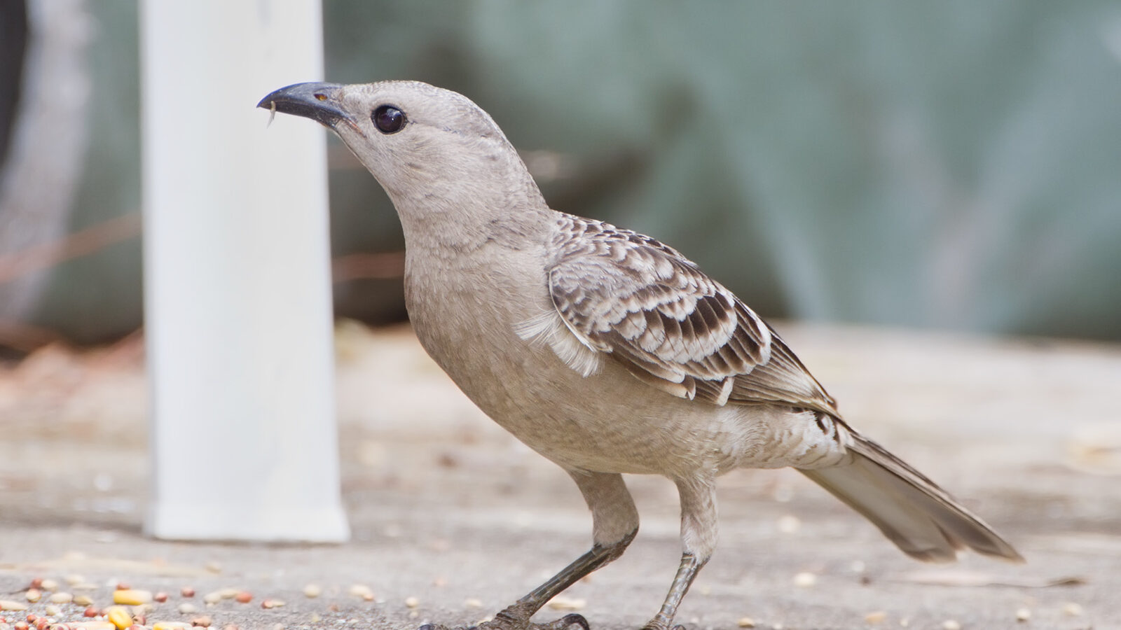 Great Bowerbird