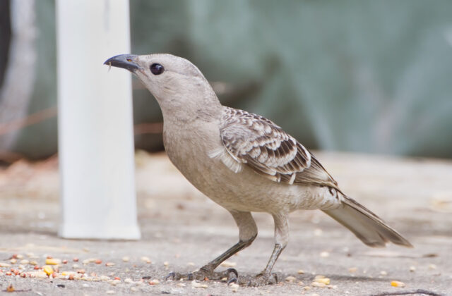 Great Bowerbird