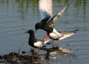 White-winged Tern