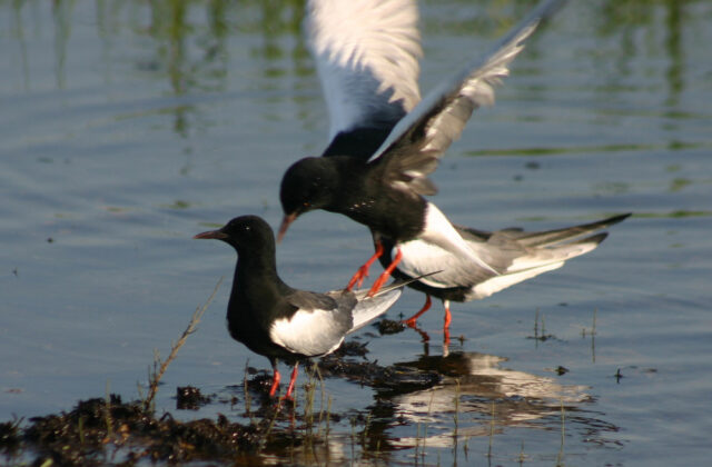 White-winged Tern