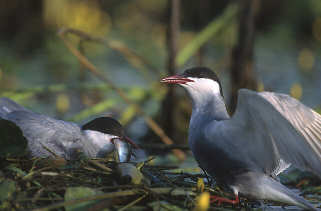 Whiskered Tern