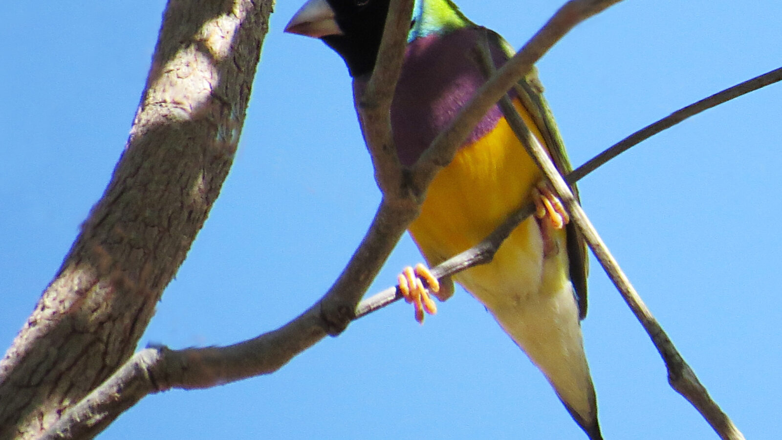 Gouldian Finch