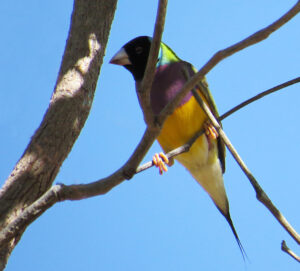 Gouldian Finch