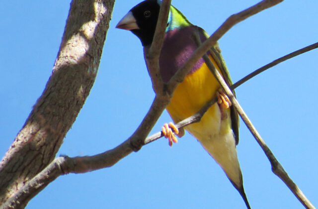Gouldian Finch