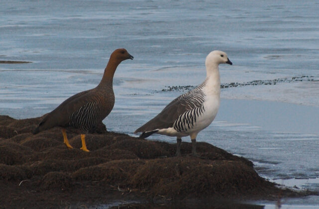 Upland Goose