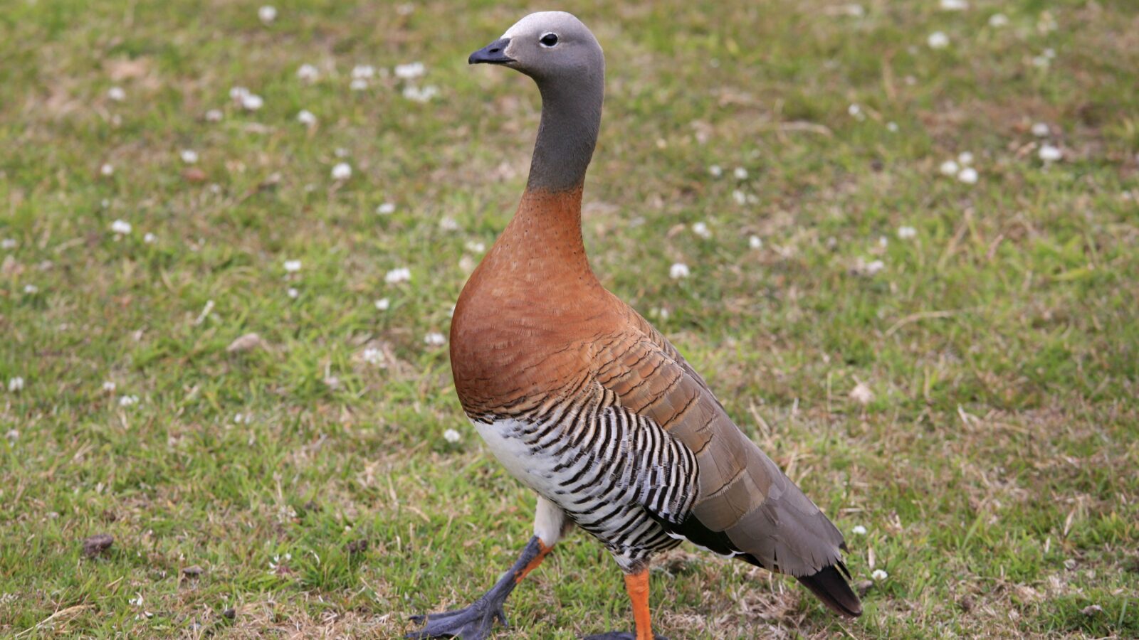 Ashy-headed Goose
