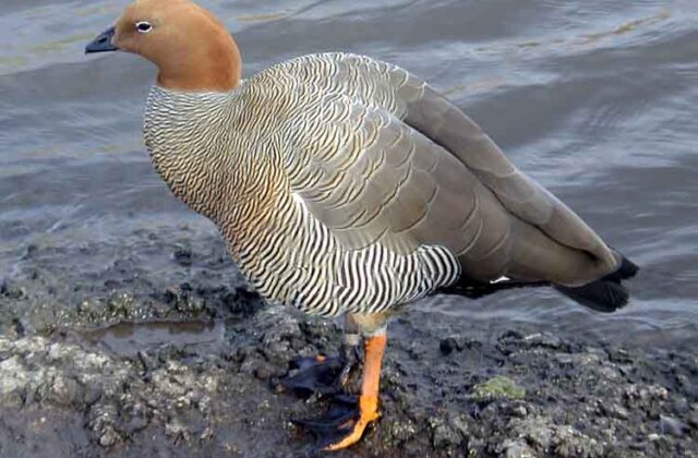 Ruddy-headed Goose