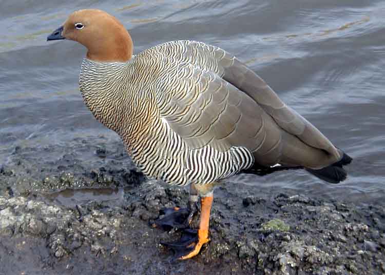 Ruddy-headed Goose