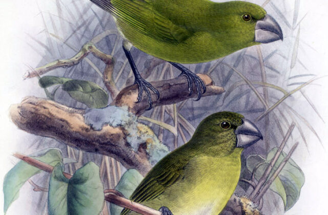 Kona Grosbeak