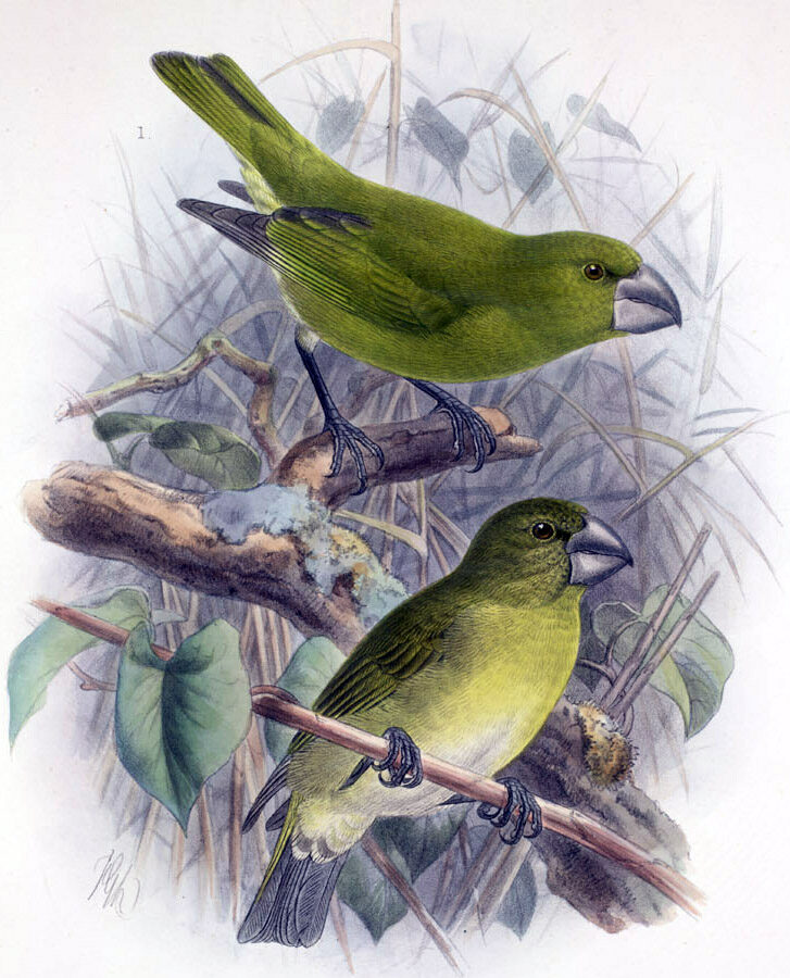 Kona Grosbeak