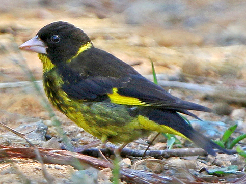 Vietnamese Greenfinch
