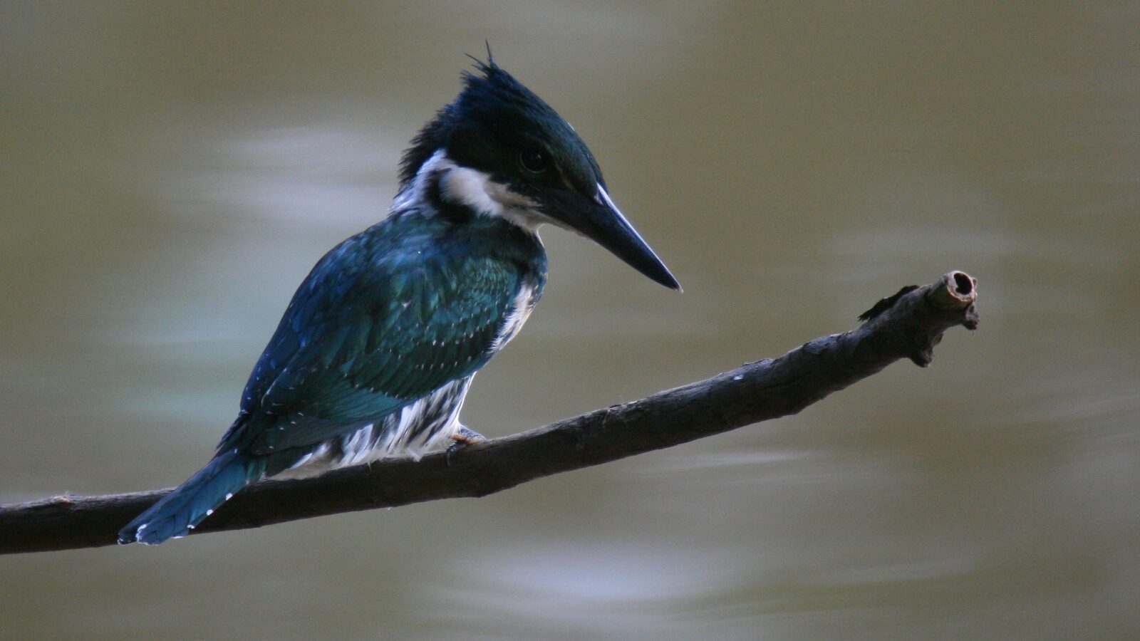 Amazon Kingfisher