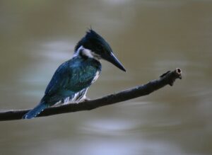 Amazon Kingfisher