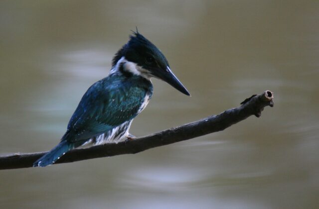 Amazon Kingfisher