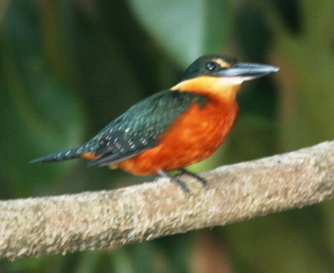 Green-and-rufous Kingfisher