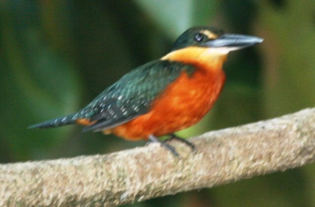 Green-and-rufous Kingfisher