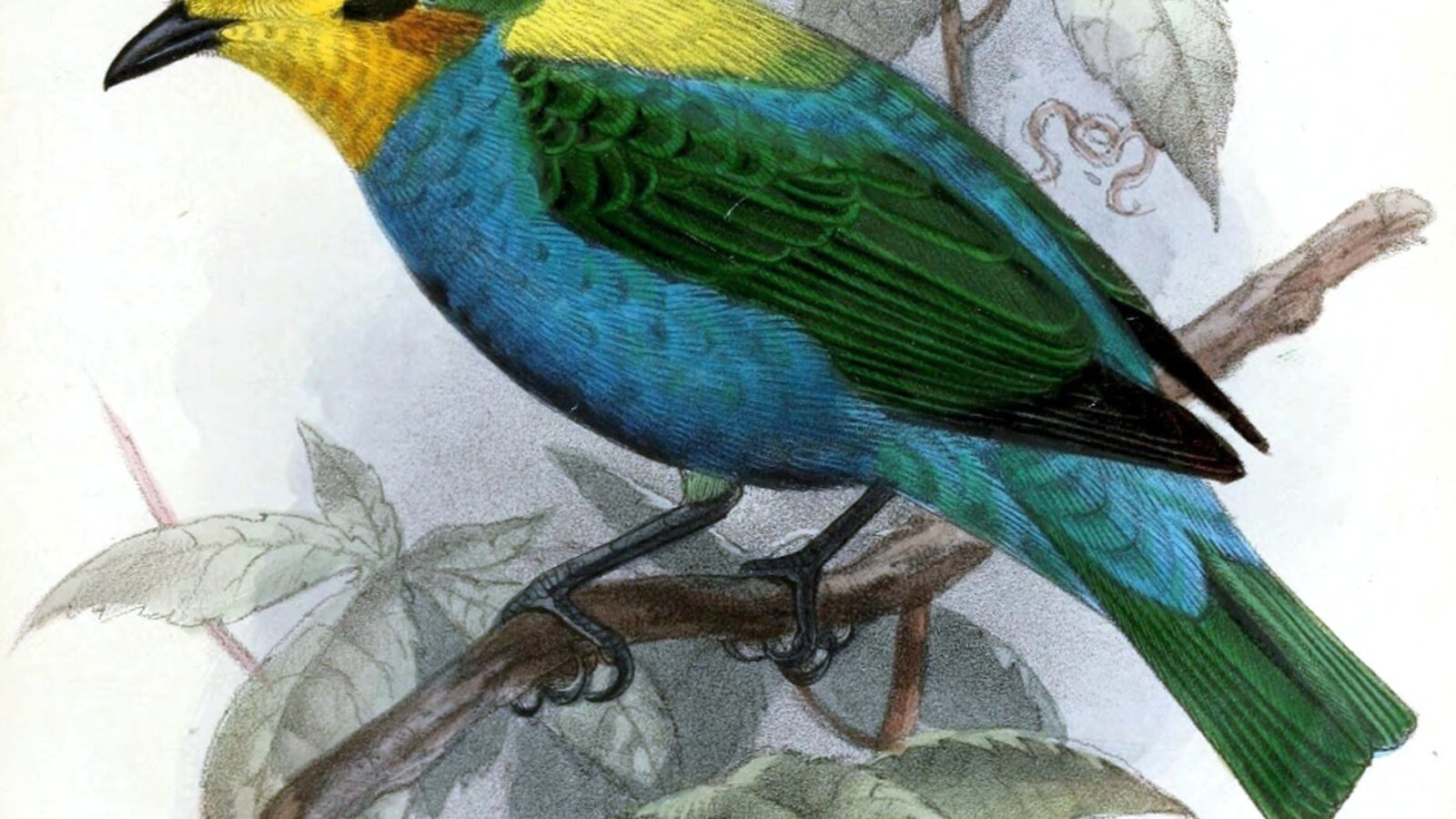 Multicolored Tanager