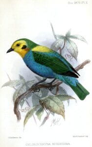 Multicolored Tanager