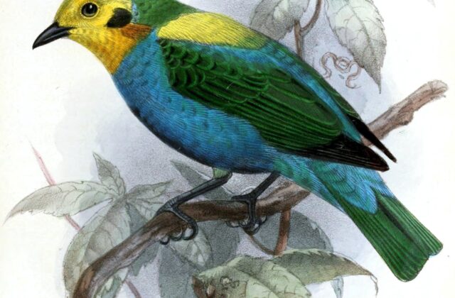 Multicolored Tanager