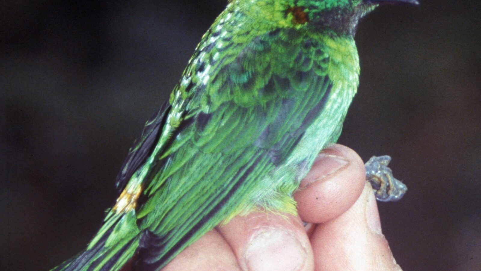 Orange-eared Tanager