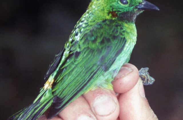 Orange-eared Tanager