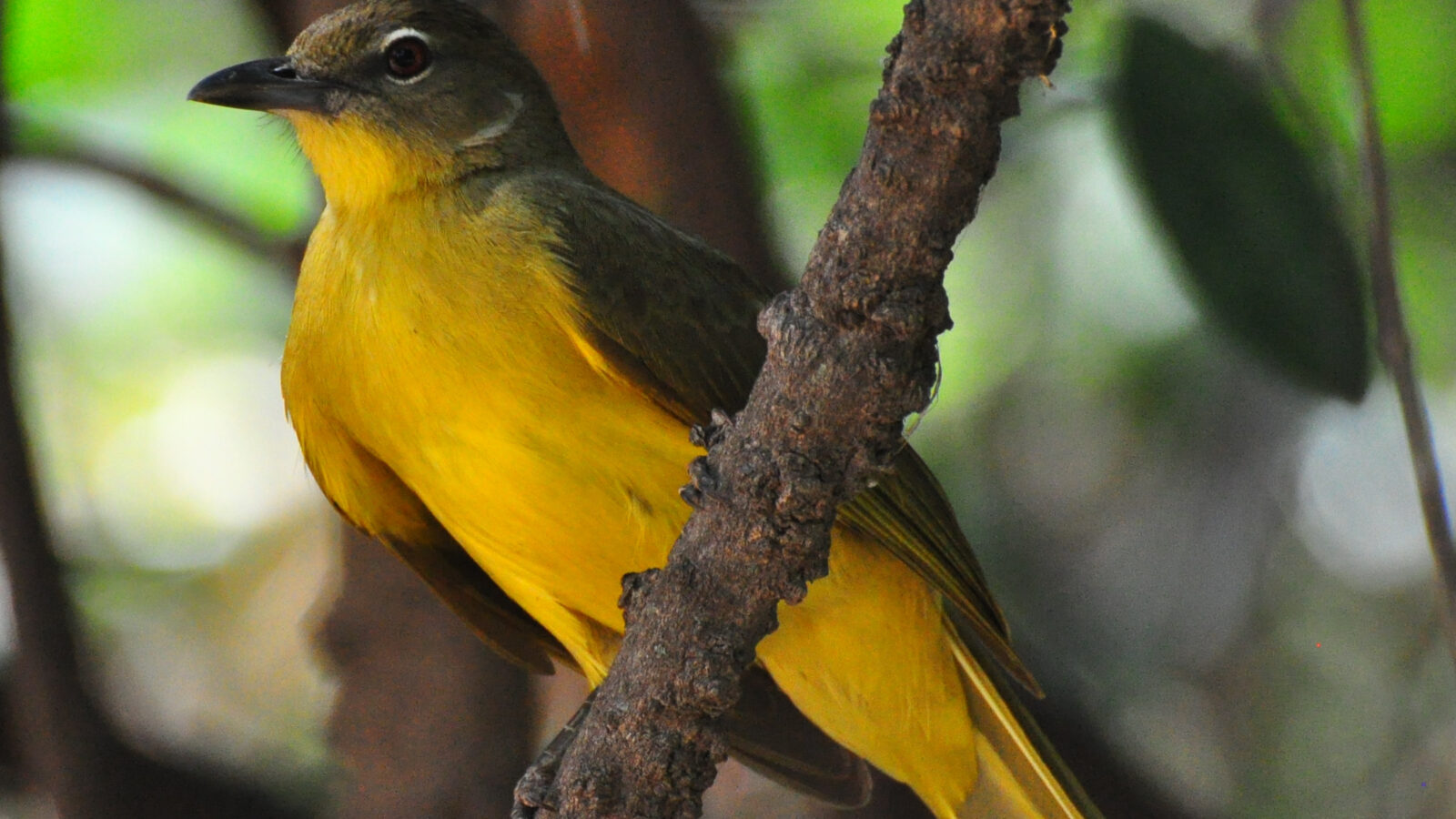 Yellow-bellied Greenbul