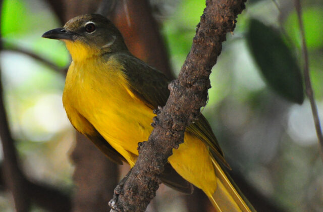 Yellow-bellied Greenbul