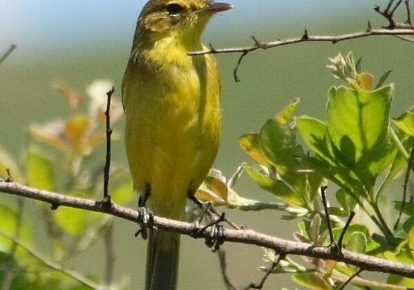 African Yellow Warbler