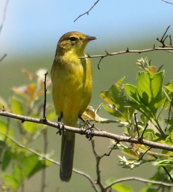 African Yellow Warbler