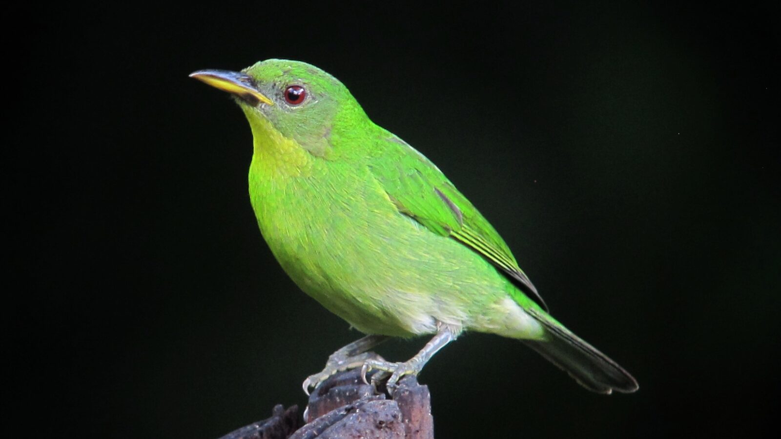 Green Honeycreeper