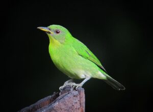 Green Honeycreeper