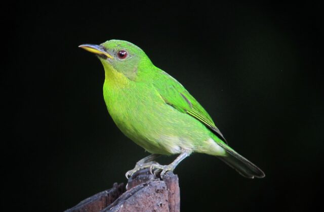 Green Honeycreeper