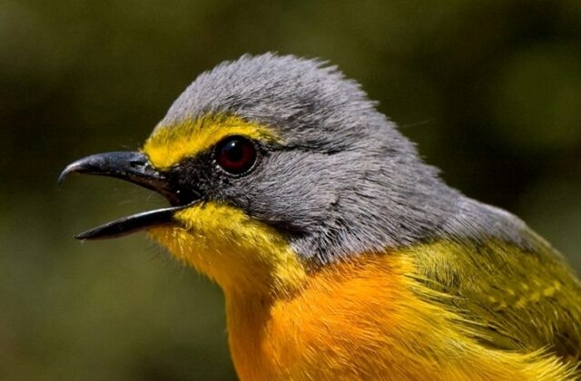 Orange-breasted Bushshrike