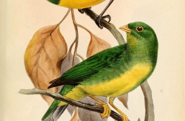 Yellow-collared Chlorophonia