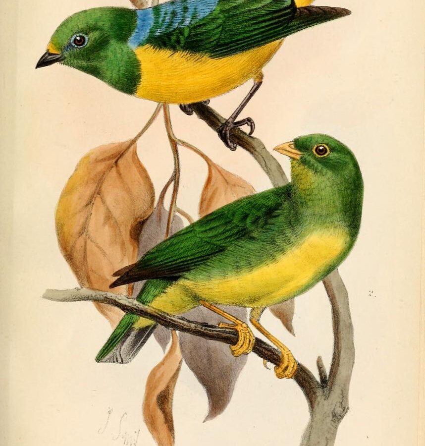 Yellow-collared Chlorophonia