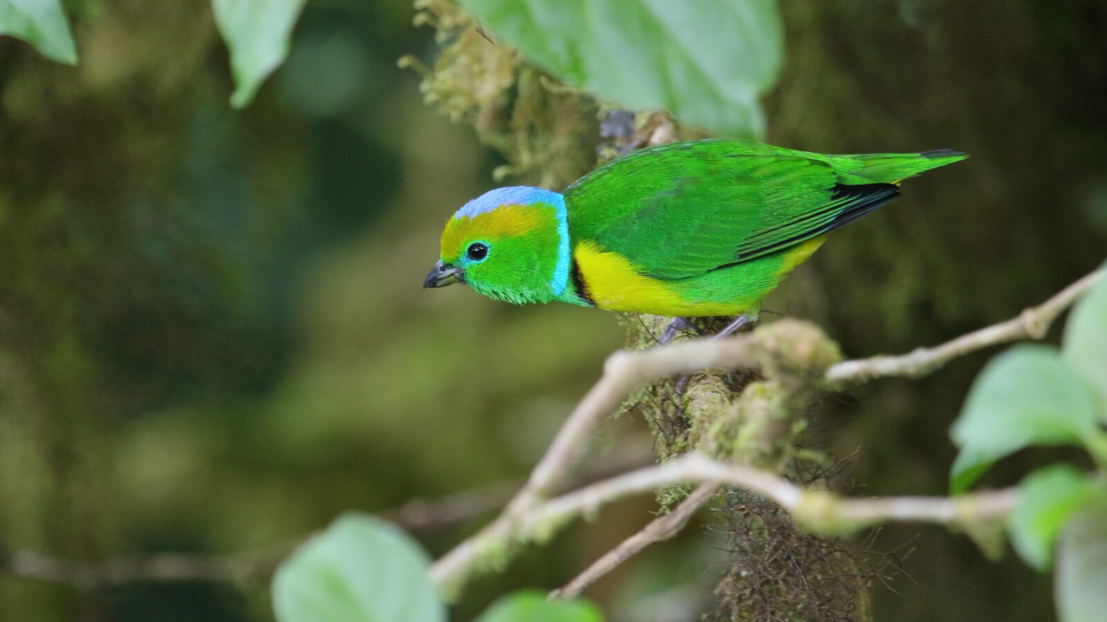 Golden-browed Chlorophonia
