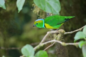 Golden-browed Chlorophonia
