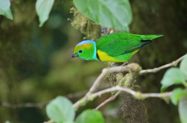 Golden-browed Chlorophonia